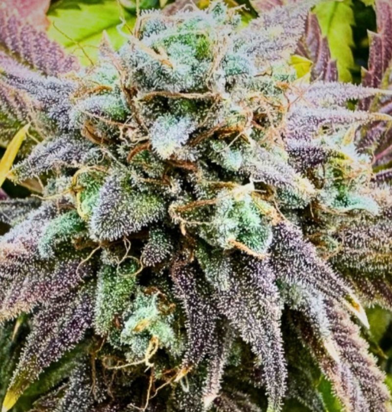 Jinxproof Genetics tweet media