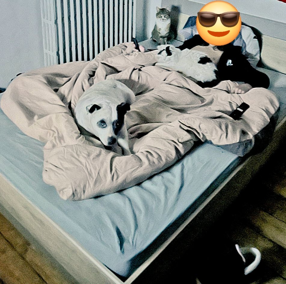 avokatoptimist' tweet media