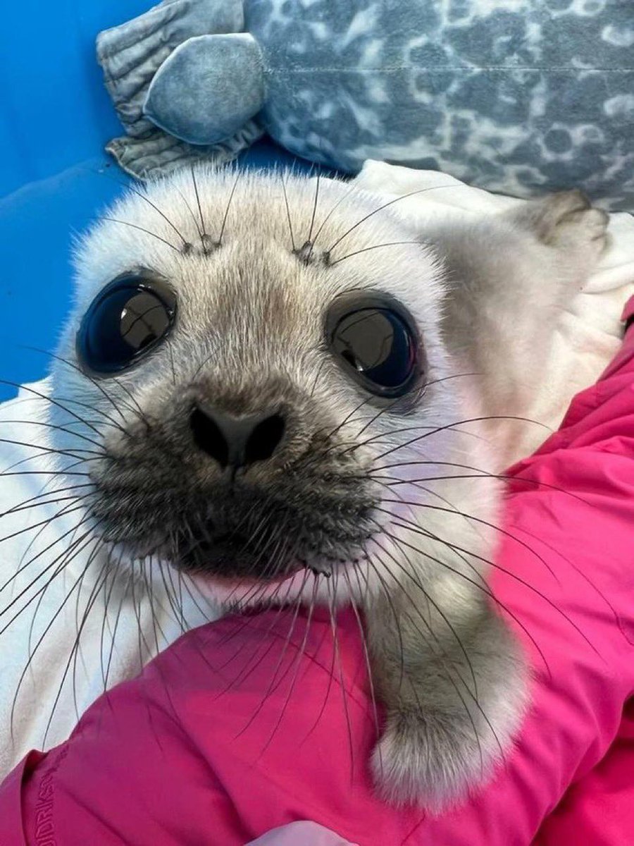 raccoon 🔻 tweet media
