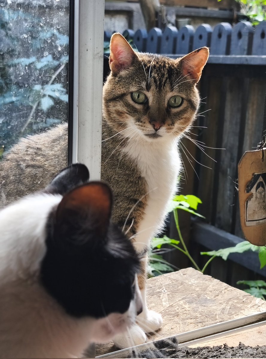 Ari Mau Botero tweet media