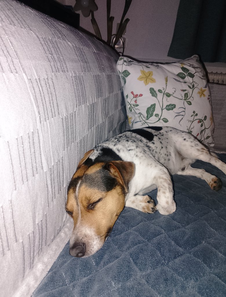 Edi (Eduard Russell Forstinspektor) tweet media