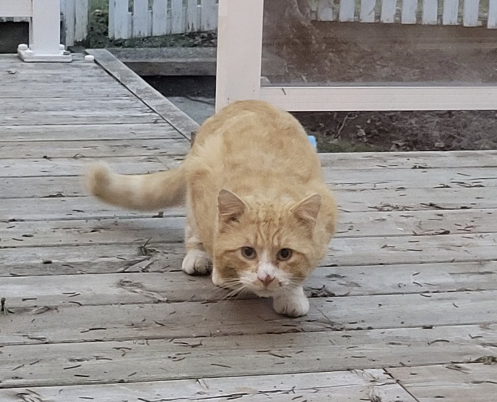 Guelph Lost Pets tweet media