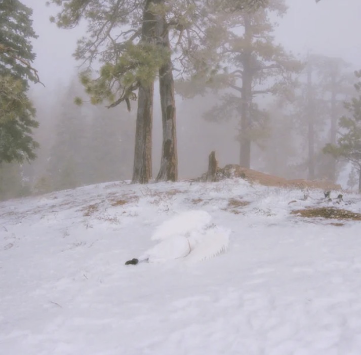 whatodoabouthem tweet media