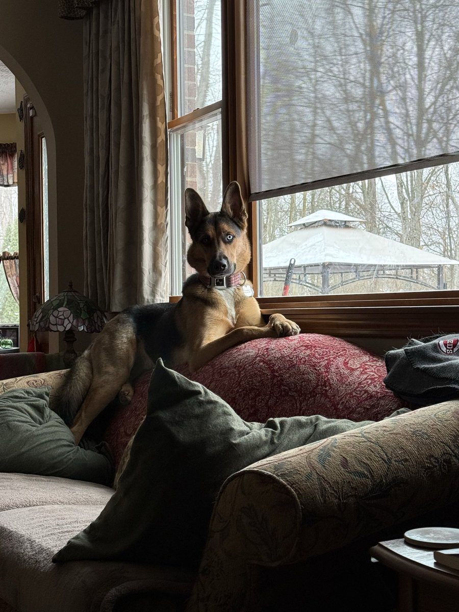 true reds fan tweet media