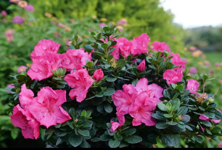 Kingsley Egbonyi 🐐 tweet media