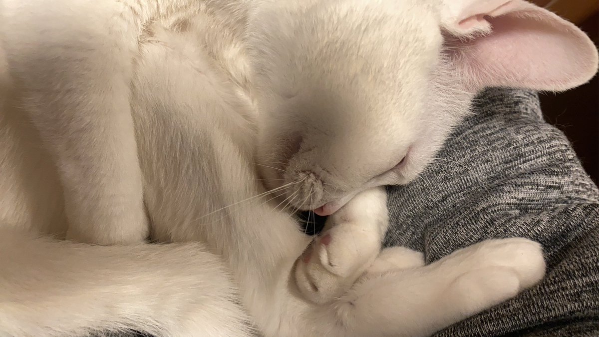 かよ@雑垢 tweet media