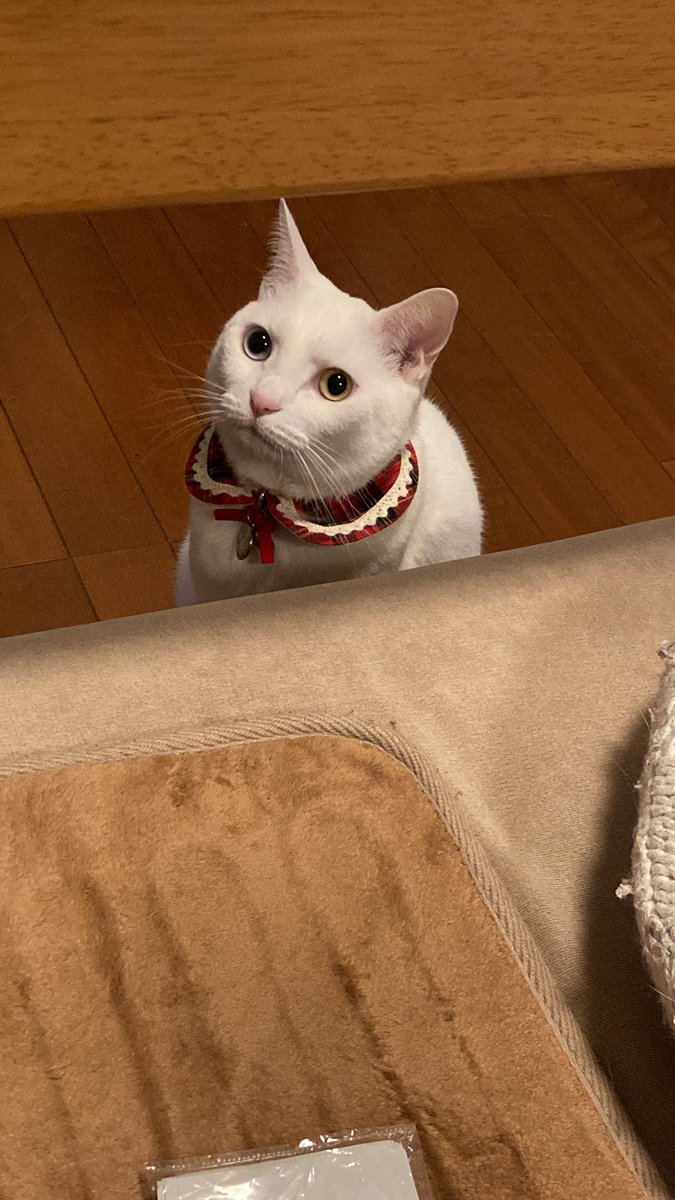 かよ@雑垢 tweet media