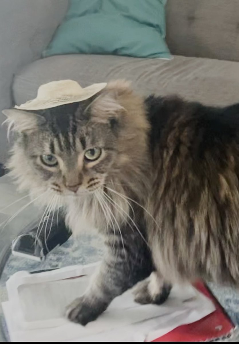 Heather from Florida tweet media