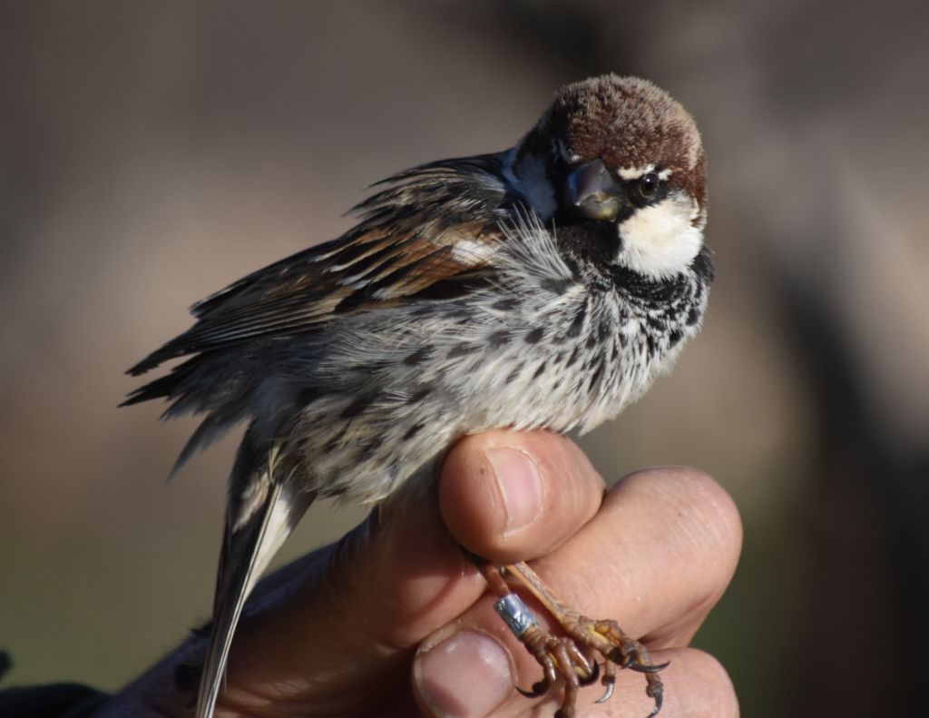 Lagunas Vivas de Villafranca de los Caballeros tweet media