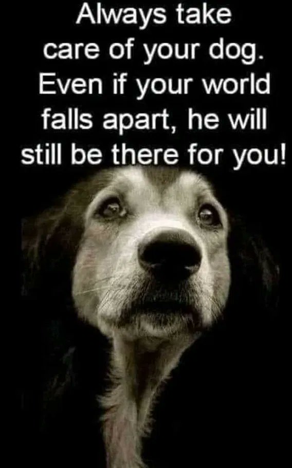 wolf_patriot737 tweet media