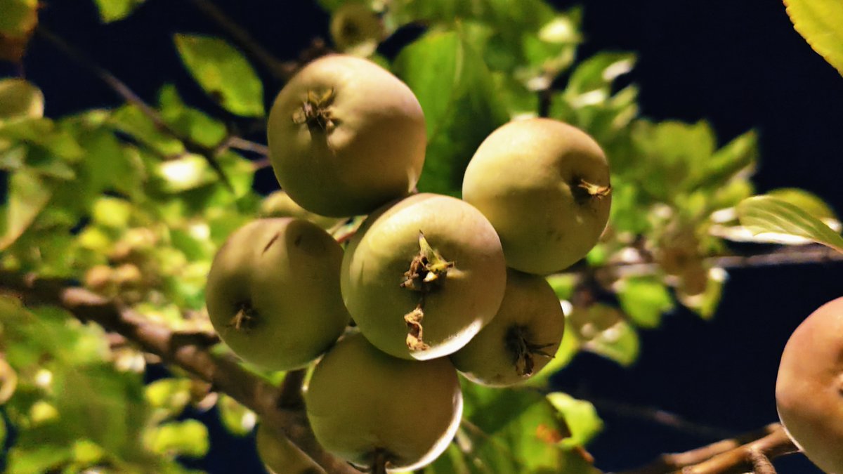 Adrian Ramirez tweet media