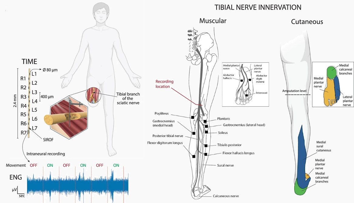 Bioelectronics Drop tweet media