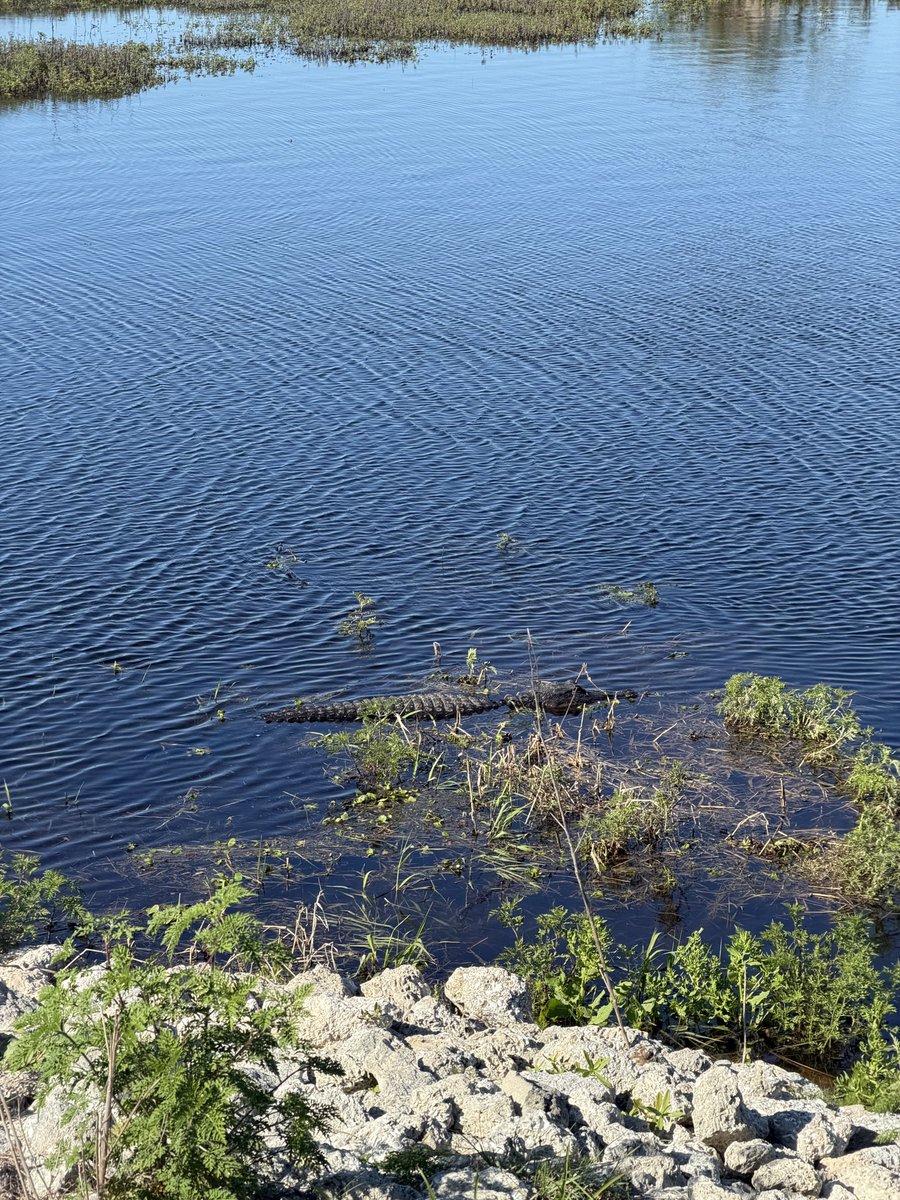 Gators Daily 🐊 tweet media