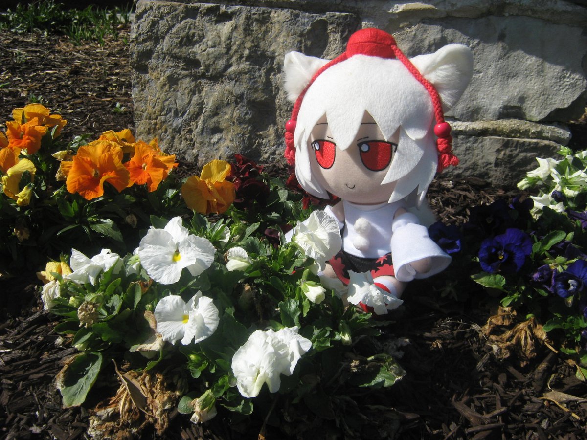 InvisFriend135's tweet photo. Momiji watching over the flowers :3 #fumo
- 3/22/26 https://t.co/xKqg9dXDvx