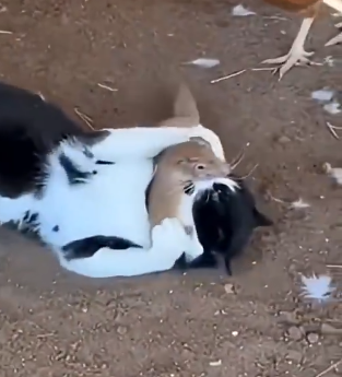 Dani de la Vienne tweet media