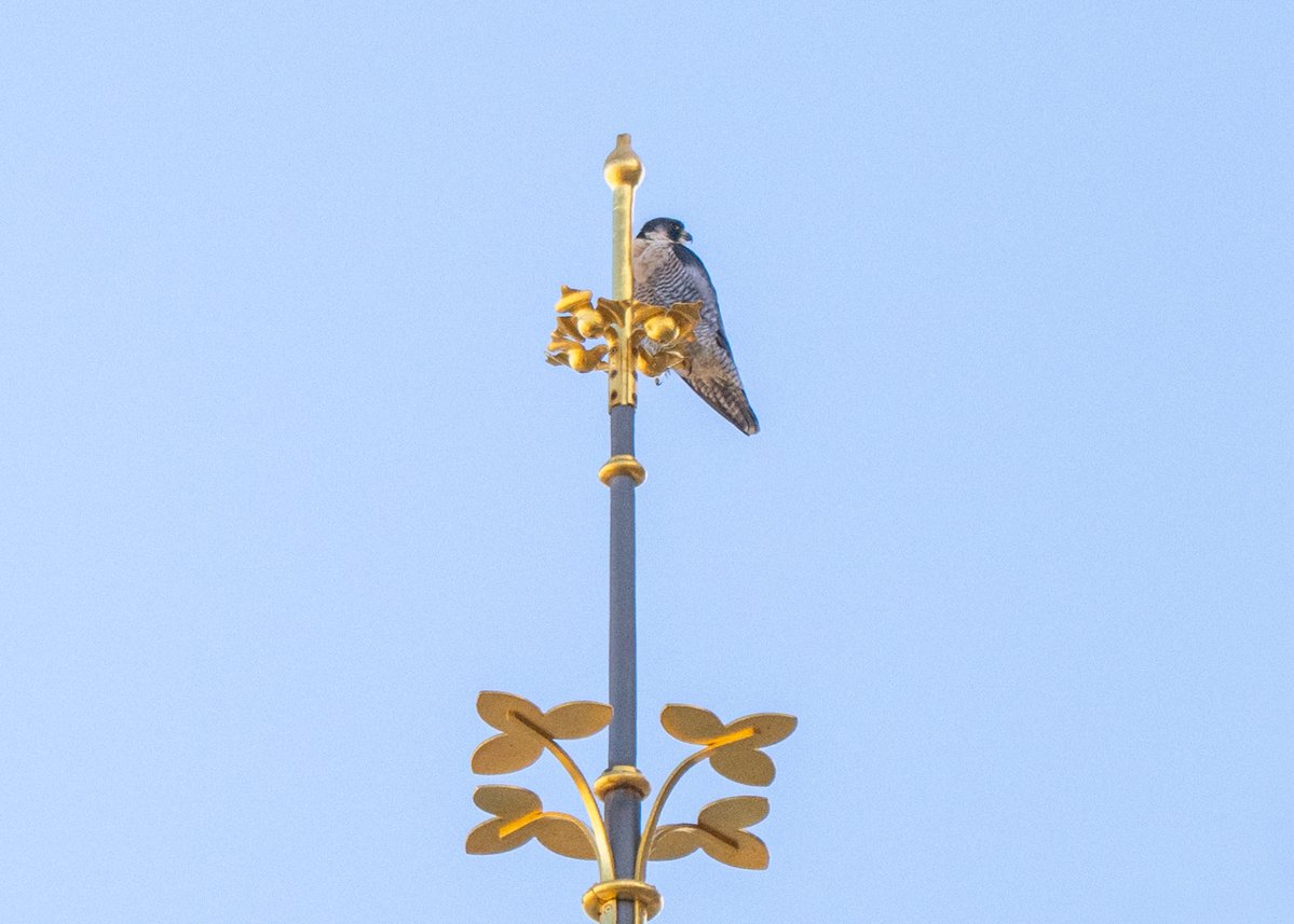 Brian Gallagher tweet media