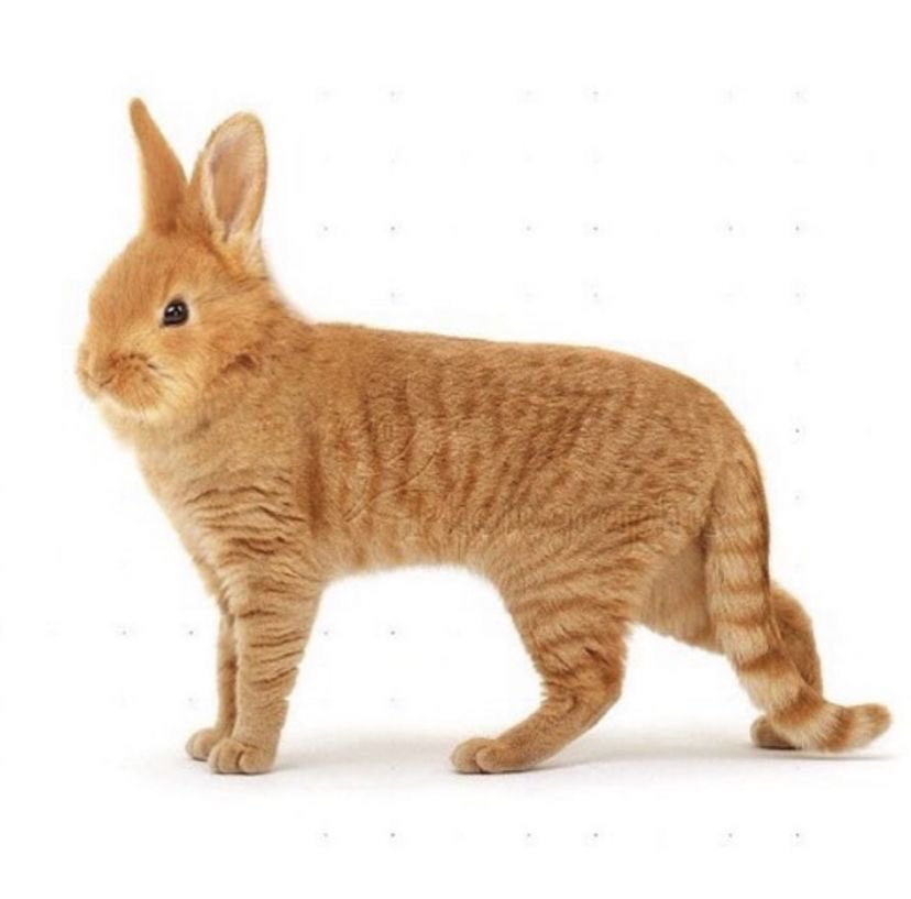 SYNESTRIA tweet media