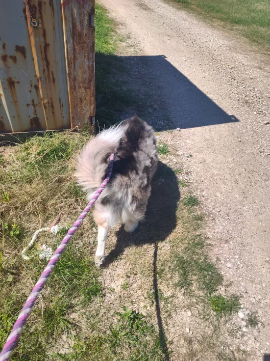 Novis_VT (Wolf-Man VTuber) tweet media