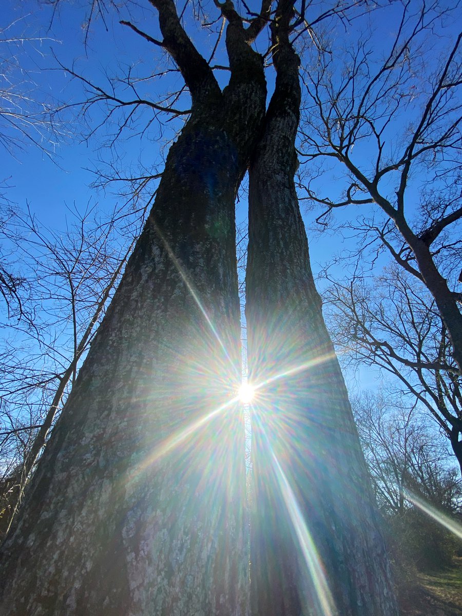 CoffeeLiciousLady tweet media