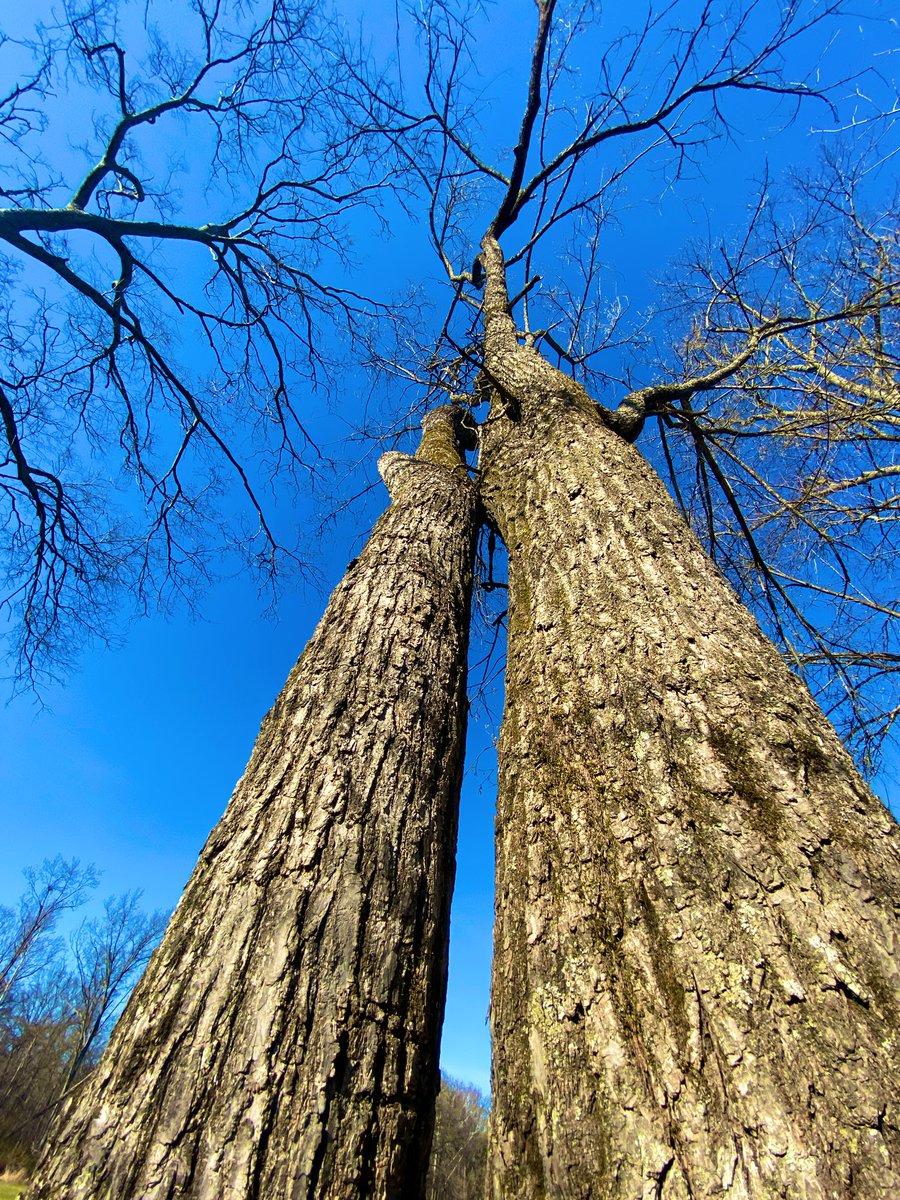 CoffeeLiciousLady tweet media