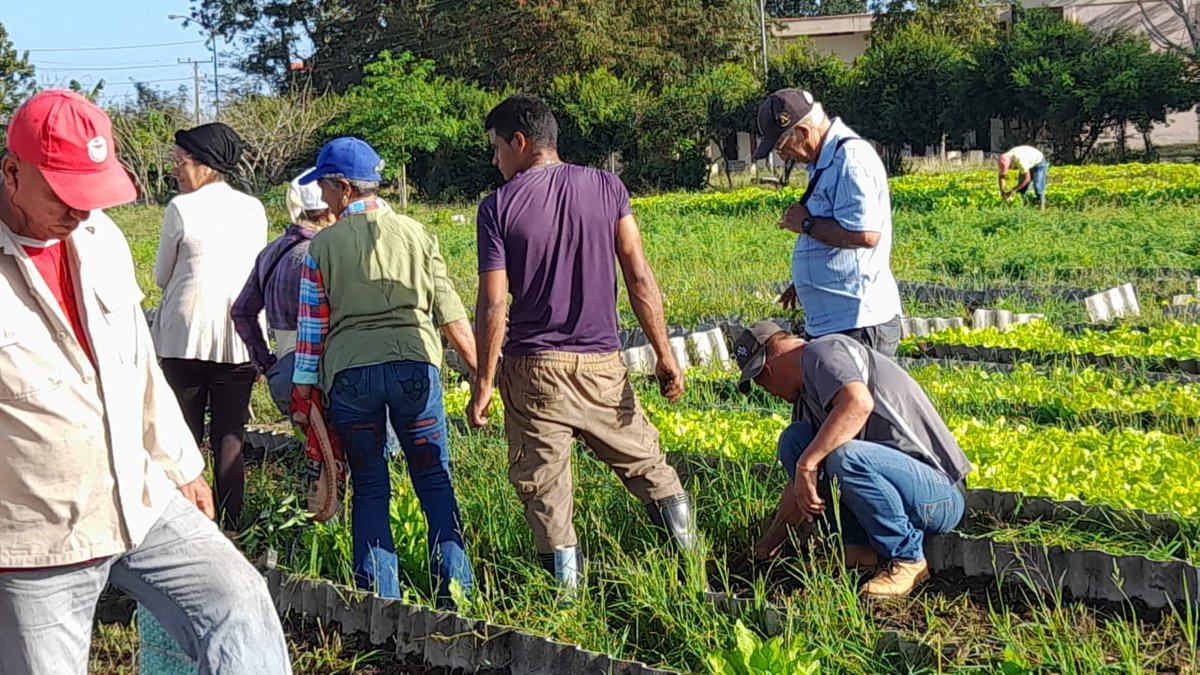 #EducaciónGranma 
En la mañana de hoy, directivos y funcionarios de la Dirección General de Educación en Granma se sumaron al trabajo voluntario en el organopónico Cinco Palmas, ubicado en la ciudad de Bayamo.