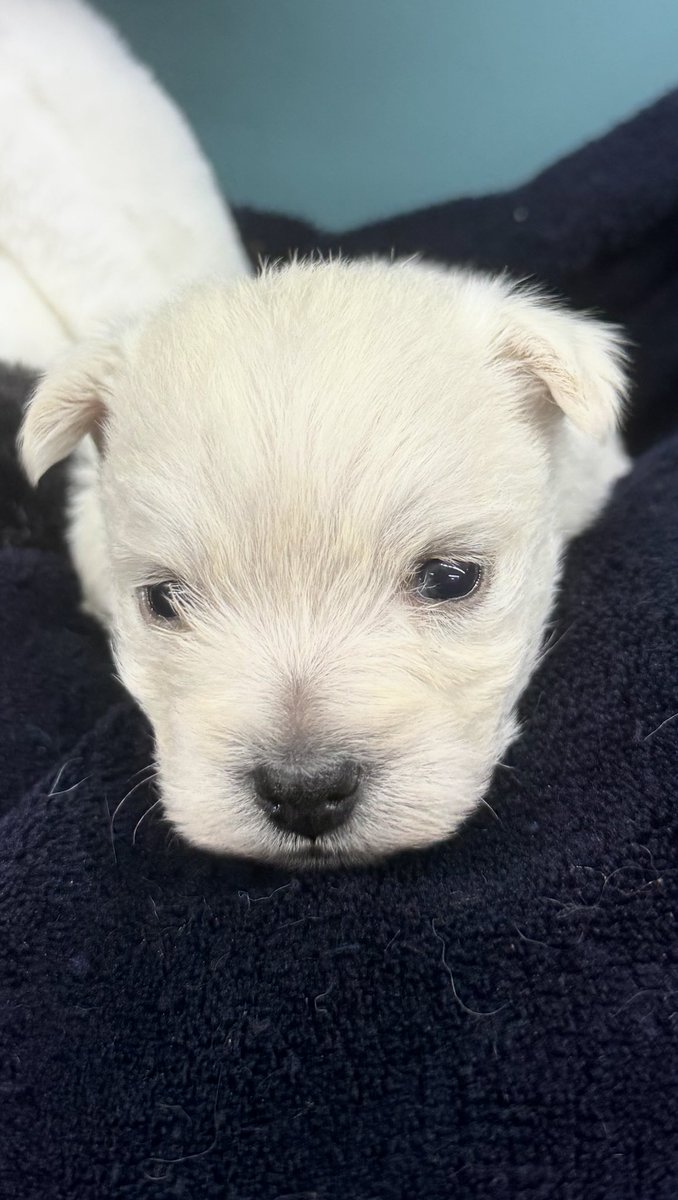 Not Today tweet media