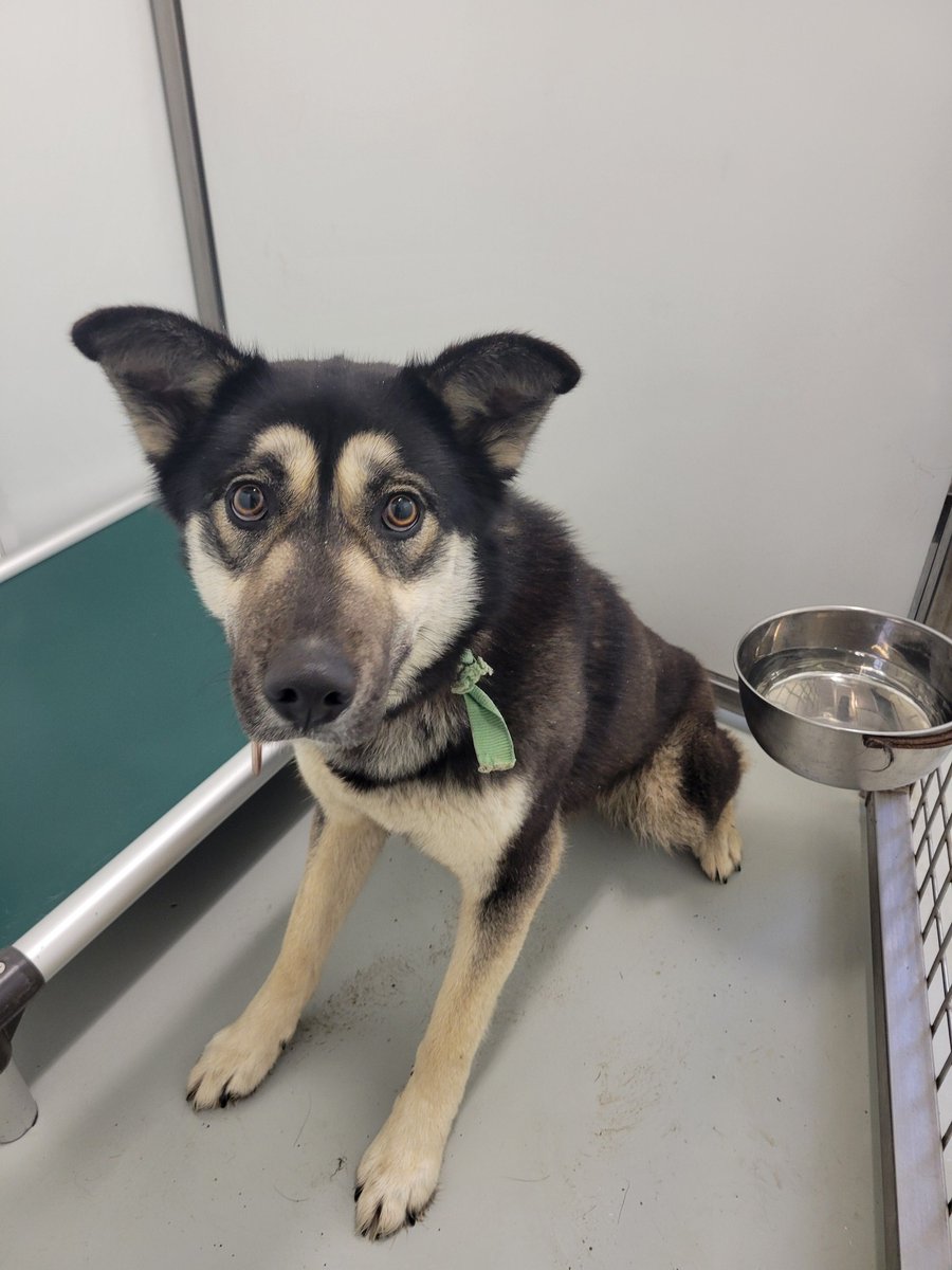 Guelph Lost Pets tweet media