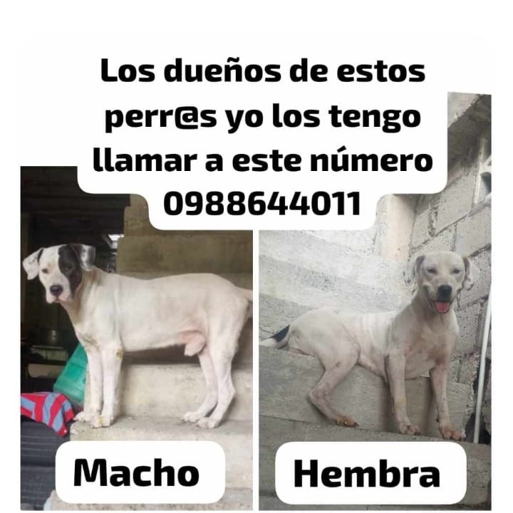 Bloque Defensores An tweet media