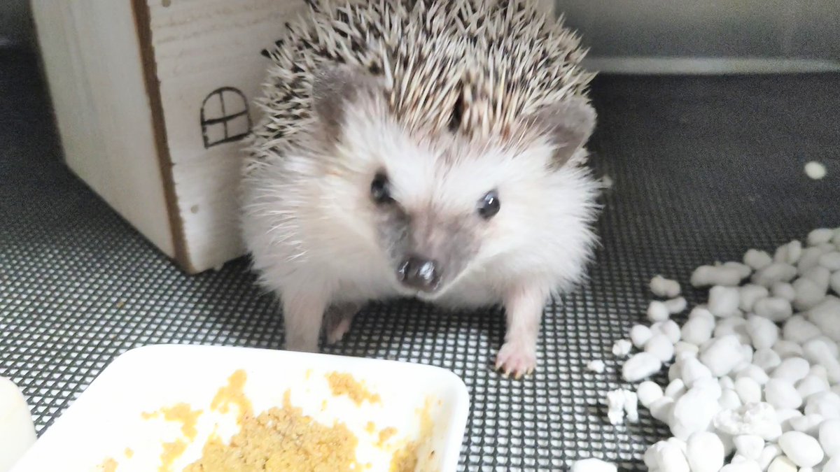 monaka the hedgehog tweet media