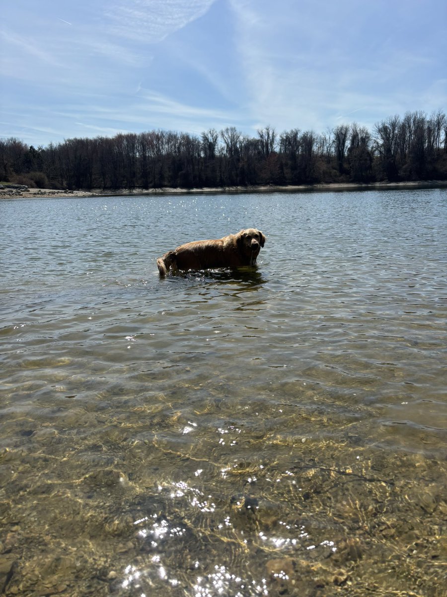 Thrilla the Gorilla tweet media