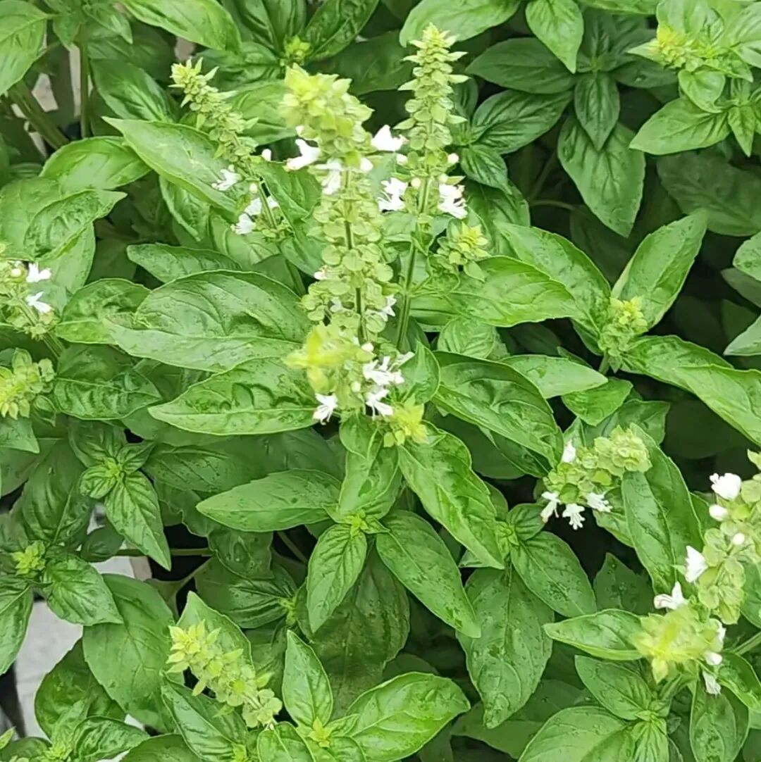 kenneth gabriel tweet media