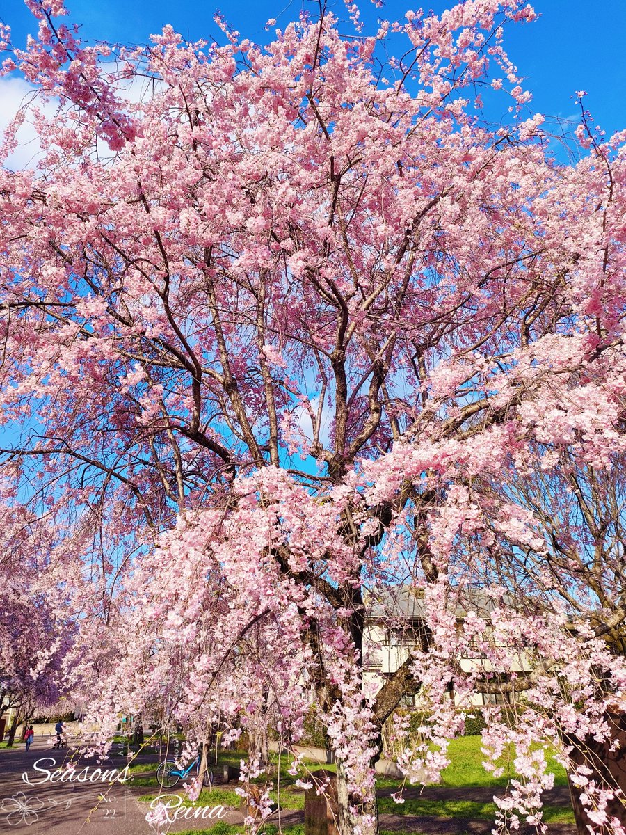 ฺฺ桜井 麗奈*𝚁𝚎𝚒𝚗𝚊*🐱🐾🌸🌹 tweet media