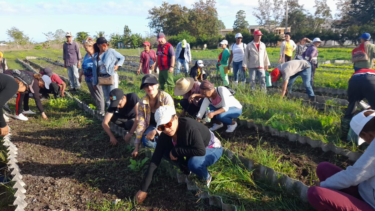 #EducaciónGranma realiza  trabajo voluntario en el organopónico Cinco Palmas de Bayamo  La jornada estuvo marcada por la participación activa en labores de cultivo y producción de alimentos, reafirmando el compromiso del sector educativo con el desarrollo local.