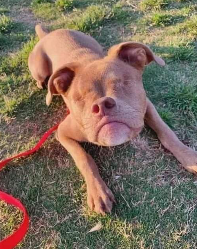 Best in Dogs tweet media