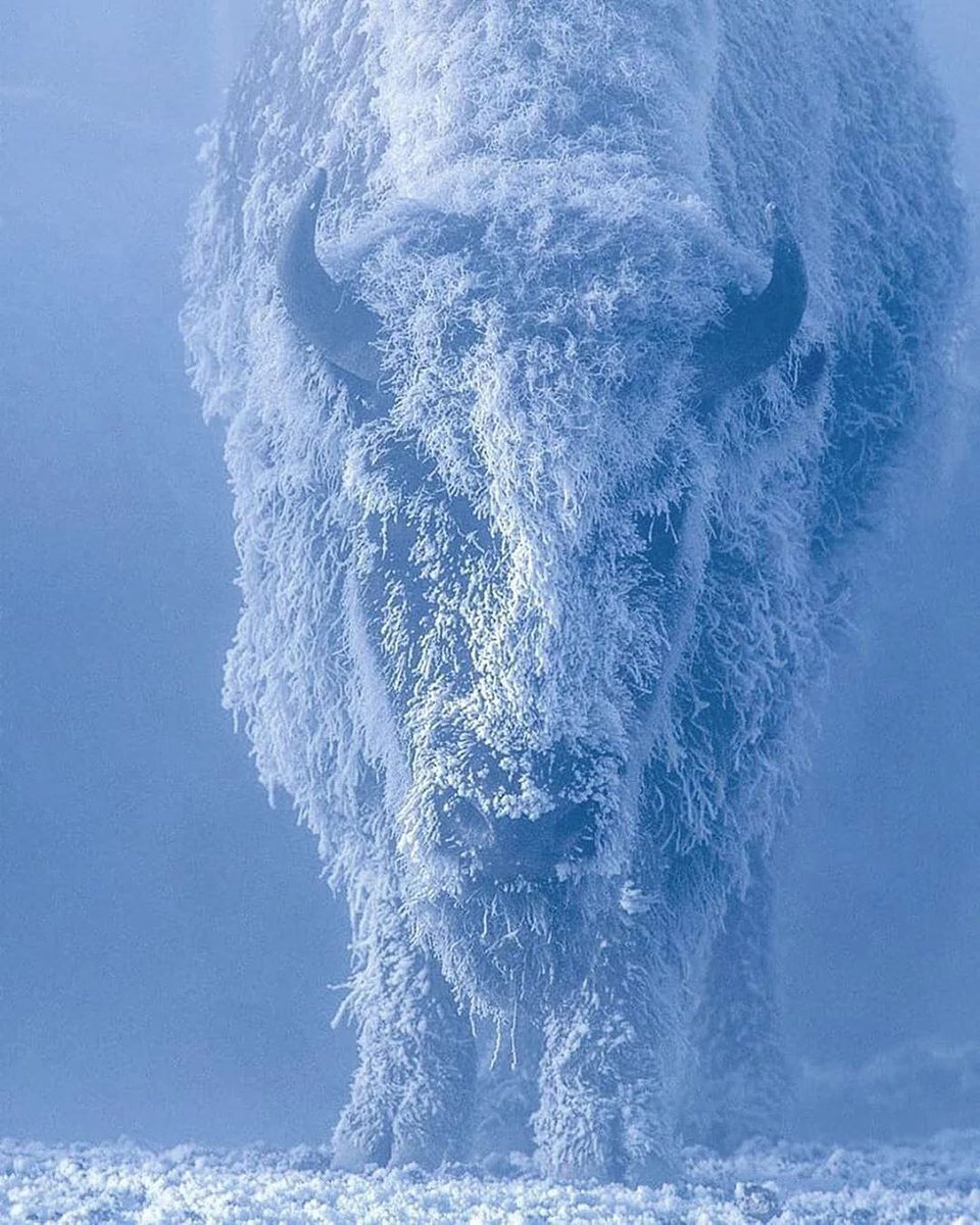 Incredible shot of bison in Yellowstone National Park