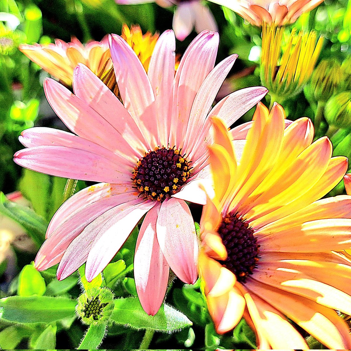 💙青い空と、満腹太郎💙 tweet media