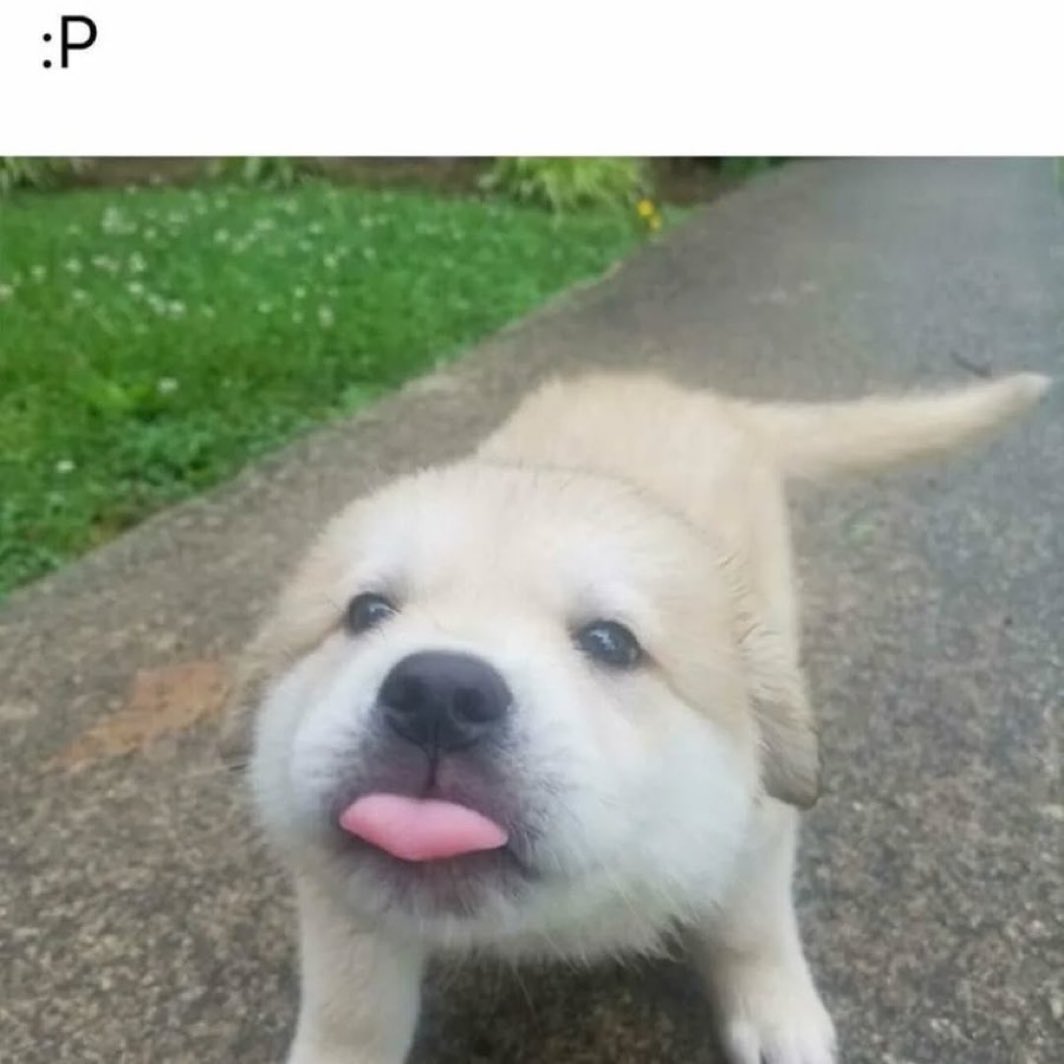 dogs so cute that could save the world tweet media