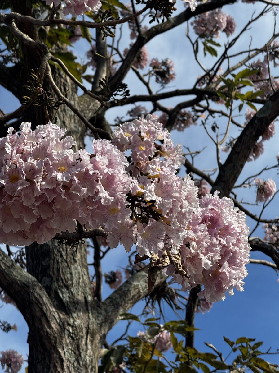 Steph González tweet media