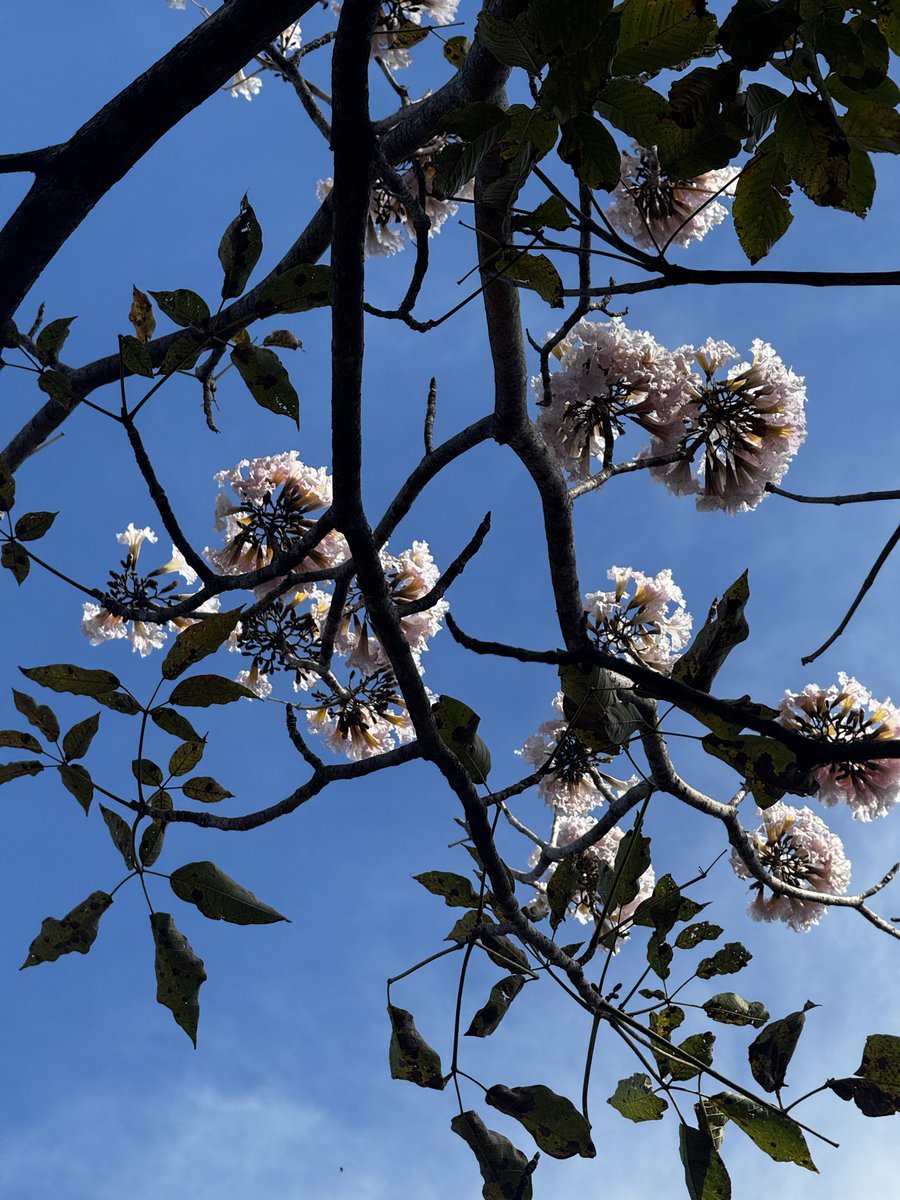 Steph González tweet media