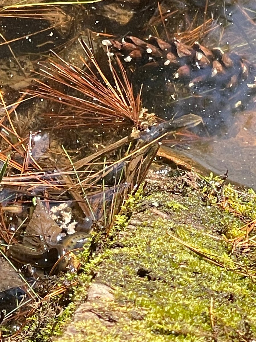 brosketti tweet media