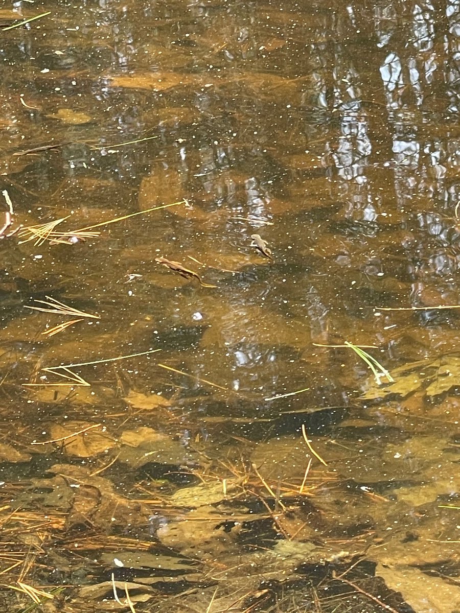 brosketti tweet media