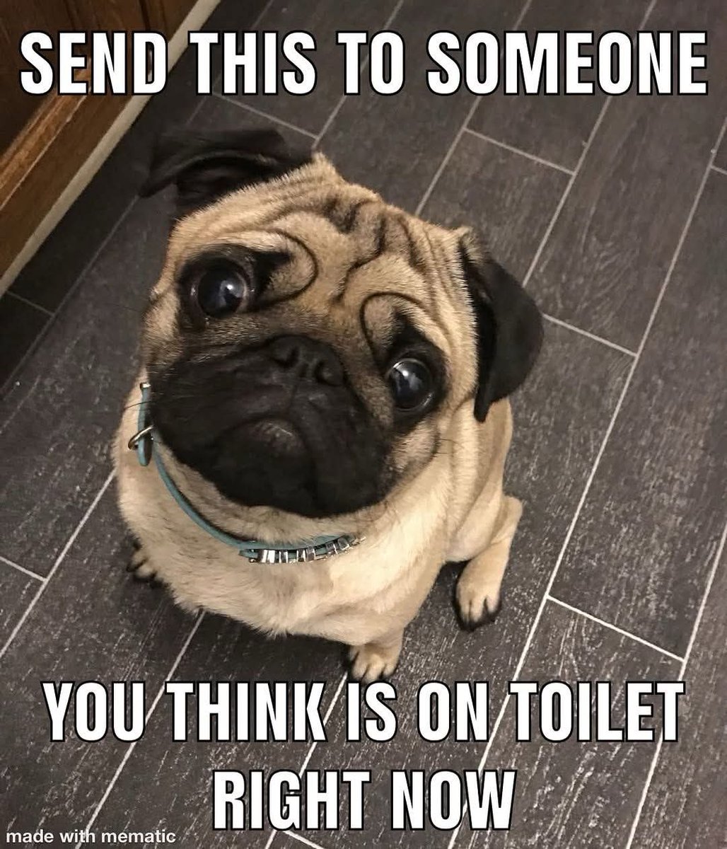 Pug Lover Community tweet media