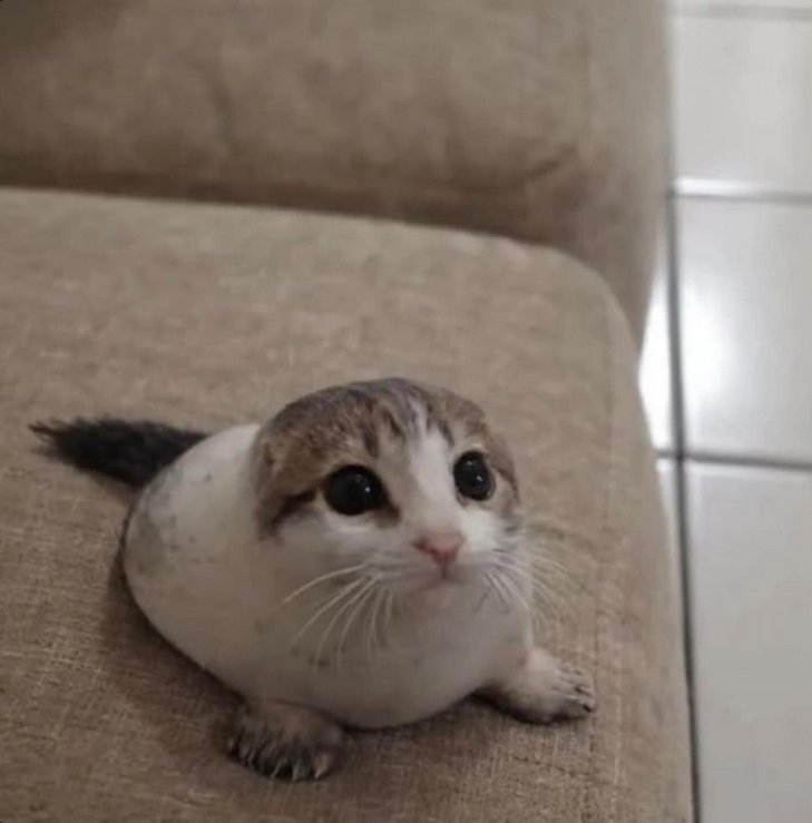 Daily Cat Posting tweet media