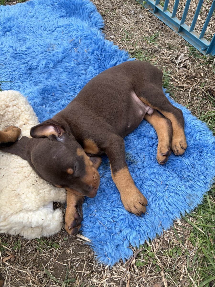 Mistress Salem tweet media