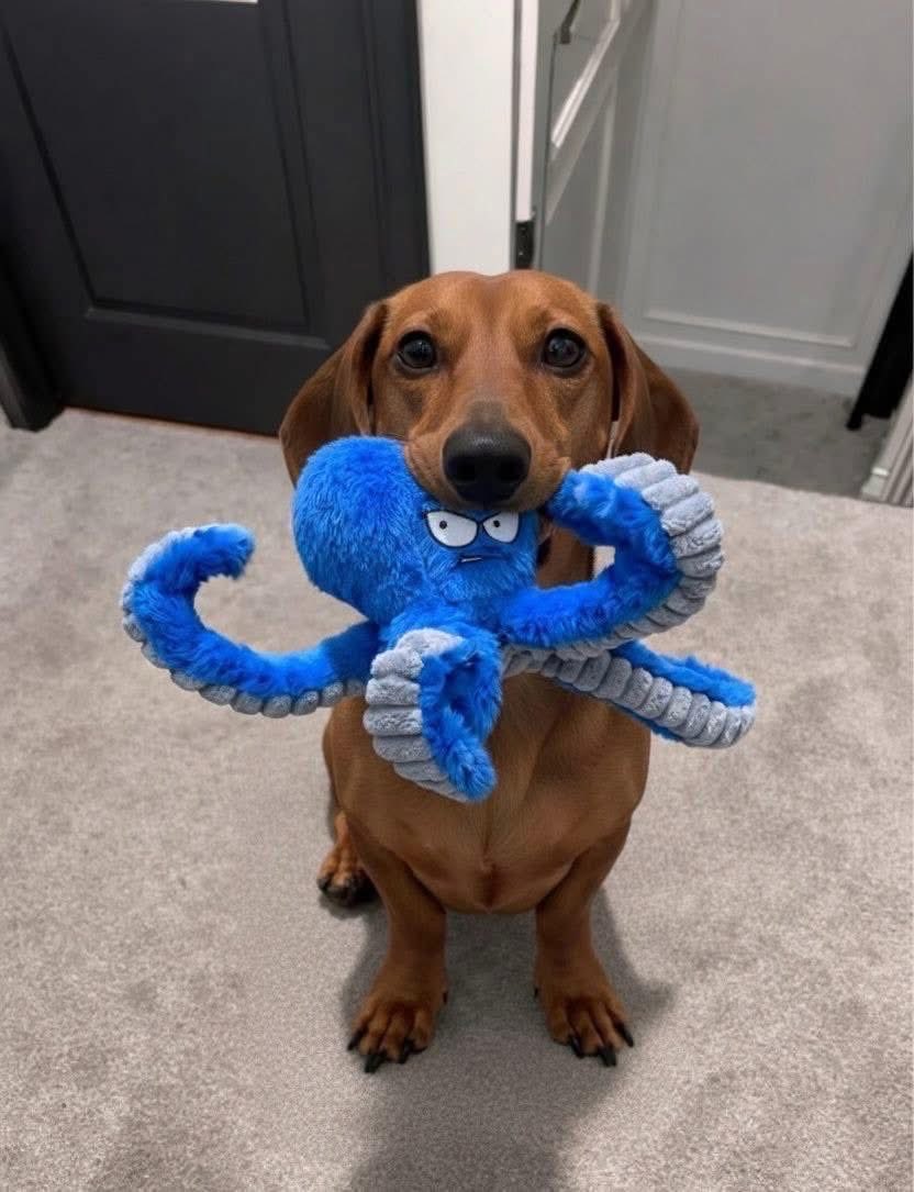 Dachshund_heaven.(USA) tweet media