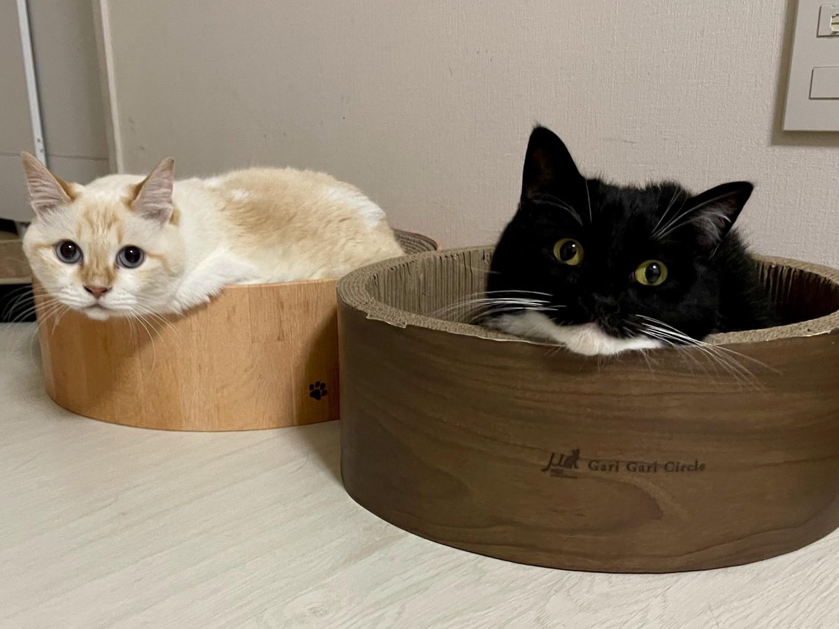 I'm Uni :3 tweet media