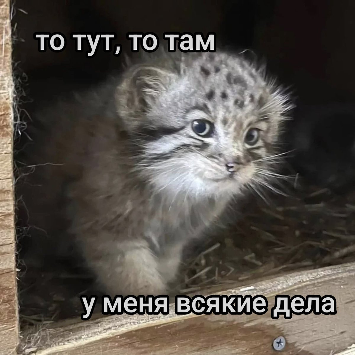 аня шредингера👾 tweet media