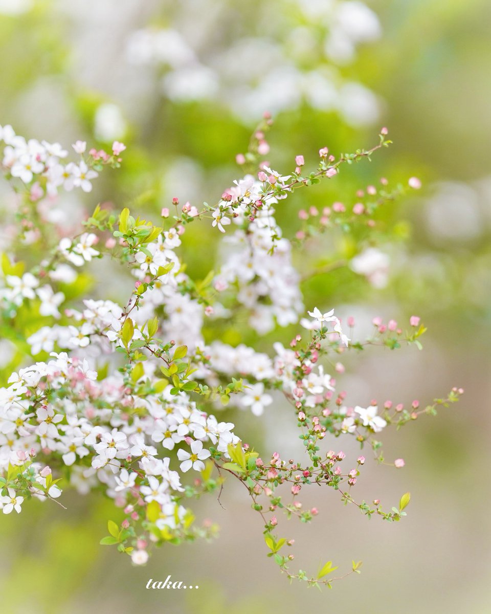 たかちゃん🦄@相互フォロー💛 tweet media