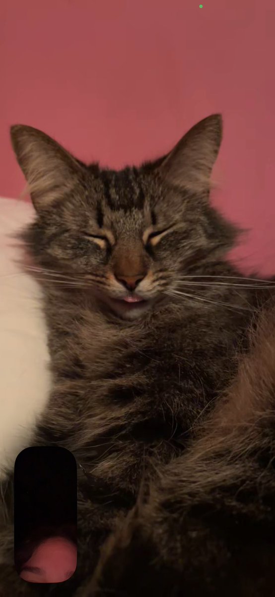 ౨ৎ venus .ᐟ tweet media