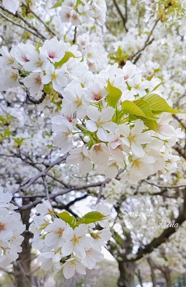 れいなちゃん🐱3rd🌸🌹 tweet media